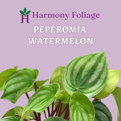 Harmony Foliage Peperomia Watermelon in a 4 inch Pot pep argyreia