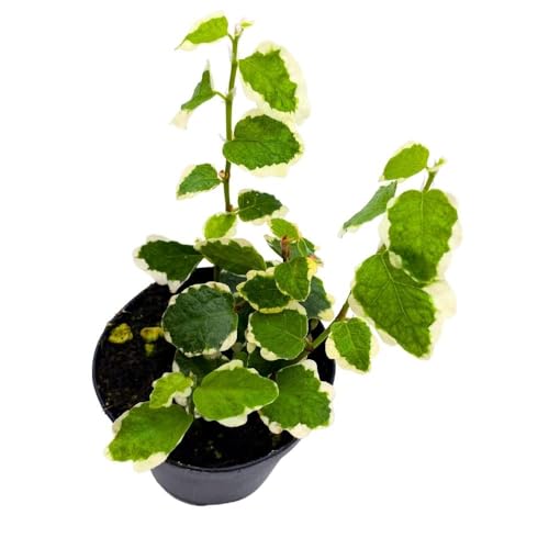 BubbleBlooms Ficus Pumila Variegata 2 inch Variegated Creeping Climbing Fig Tiny Mini Pixie Plants