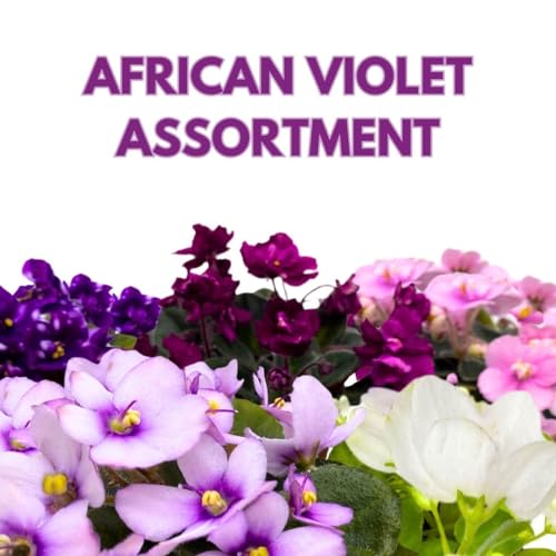 Harmony's Mini African Violets Grower's Choice Mix 2 inch set of 5 Rare Variegated and Collector's Varieties
