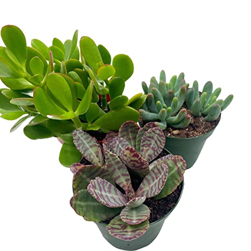 BubbleBlooms Succulent Assortment Set, 4 inch pots, Set of 3, Variety, Jade Plant, Jelly Beans, Humilis, Taco Plants, and More