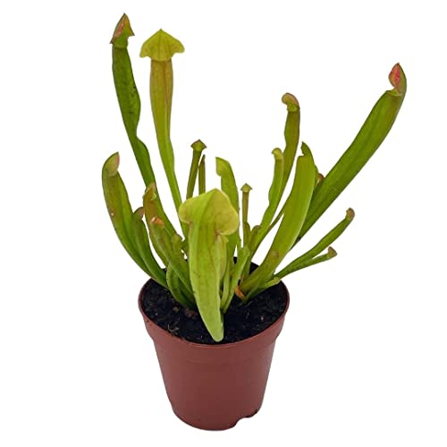 BubbleBlooms Sweet Pitcher Plant, Carnivorous Plant, Sarracenia rubra Walter pitcherplant