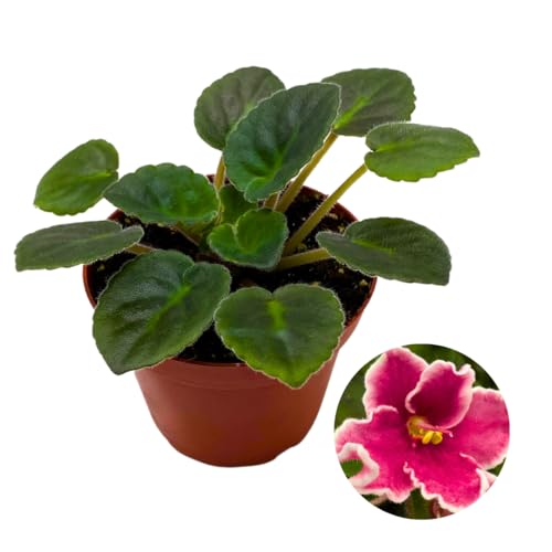 Harmony Foliage African Violet Rockin' Robin 4 inch Red Flower White Edge