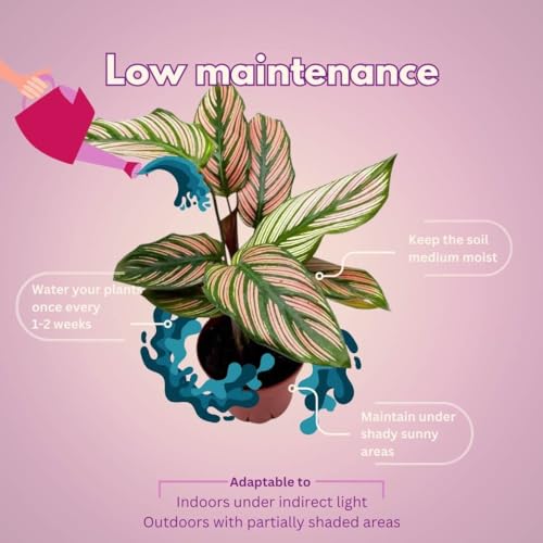 BubbleBlooms Calathea White Star in a 4 inch Pot Goeppertia Majestica Prayer Plant