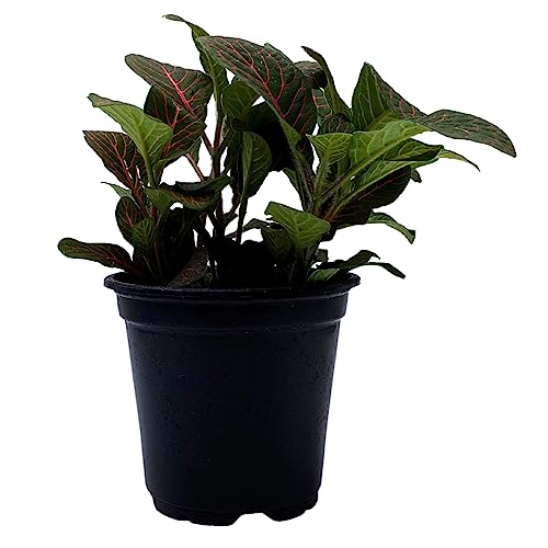 BubbleBlooms Red Nerve Plant, Fittonia Verschaffeltii, Ruby Red Mosaic Plant in a 4 inch Pot