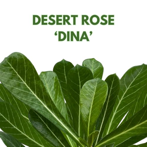 BubbleBlooms Desert Rose Dina in a 4 inch Pot Extremely Rare Flower