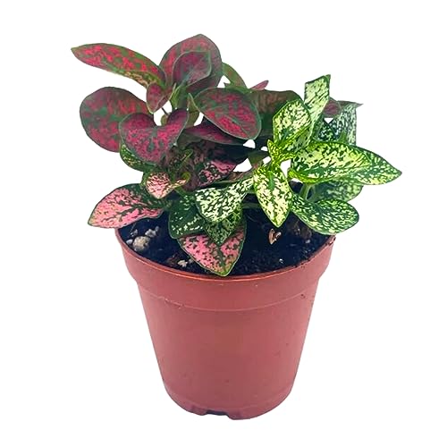 potted polka dot plant Polka-dot-Plant, Hypoestes phyllostachya, Live in a 2 inch Pot Tiny Mi – Florida House Plants