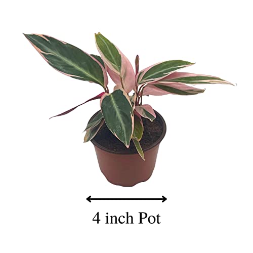 BubbleBlooms Stromanthe Triostar 4 inch Sanguinea Beautiful and Easy Indoor House Plant