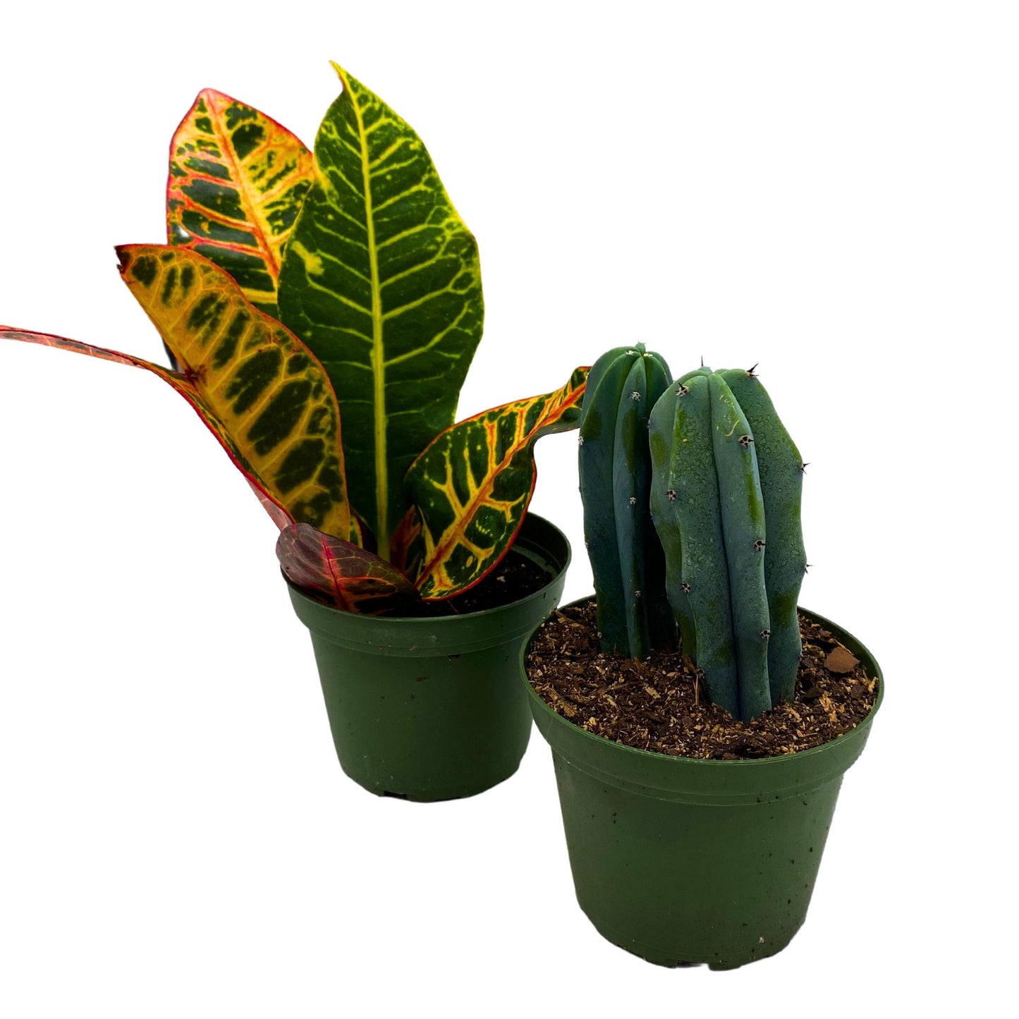 Plant Mystery Box, 4 inch pots, set of 2, Monthly Subscription, Always Different Houseplants