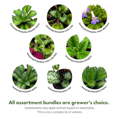 Harmony Foliage Primulina Chirita in 6 inch pots 12-Pack Bulk Wholesale Gesneriads Flowering