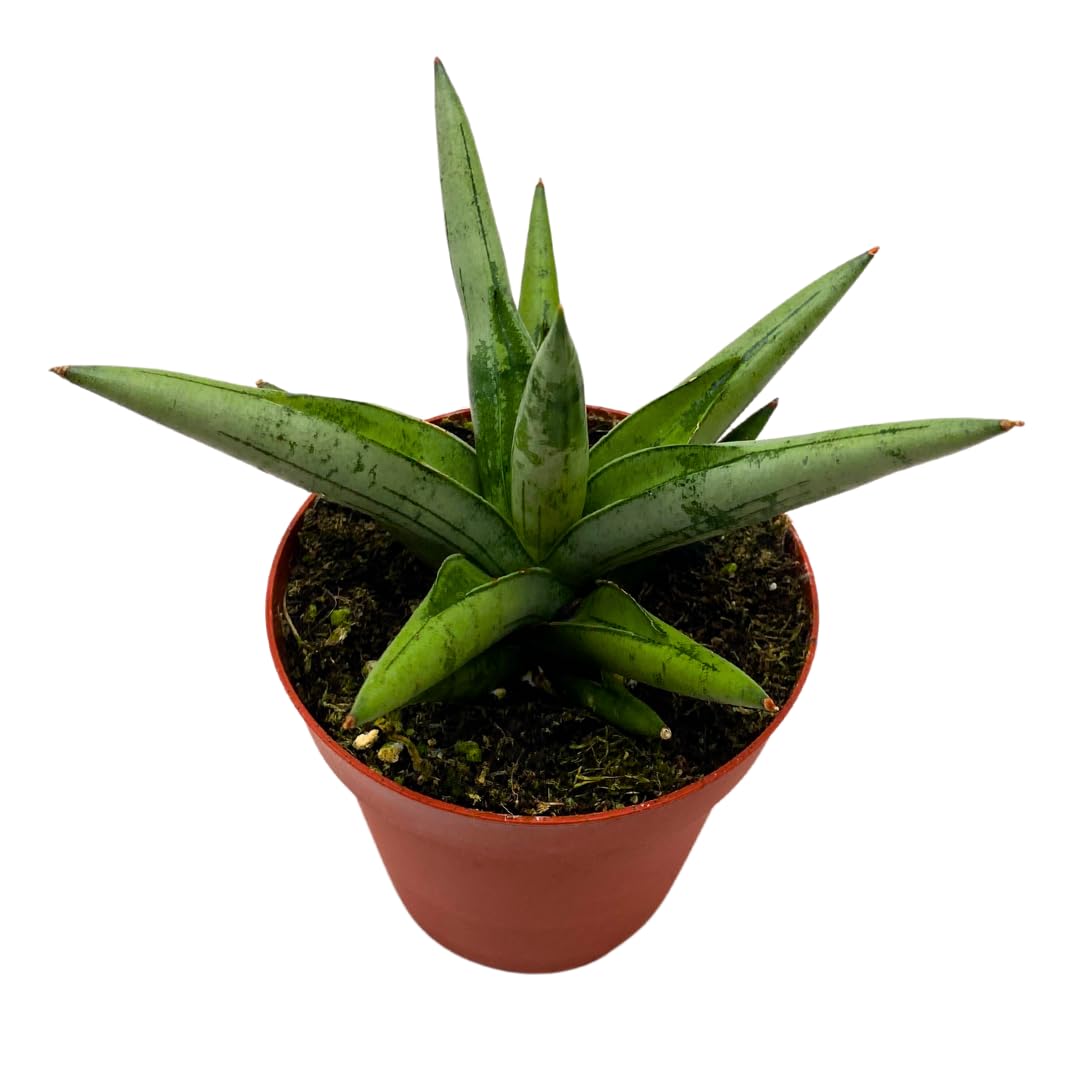 BubbleBlooms Sansevieria Silver Crown 4 inch Rare Snake Plant