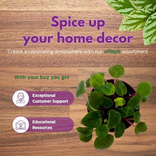 Harmony Foliage Mini African Violet Fun Trail 2 inch Purple Flower