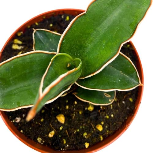 BubbleBlooms Samurai Dwarf 4 inch Sansevieria Lavranos Banana Ehrenbergii, Star Exotic Snake Plant
