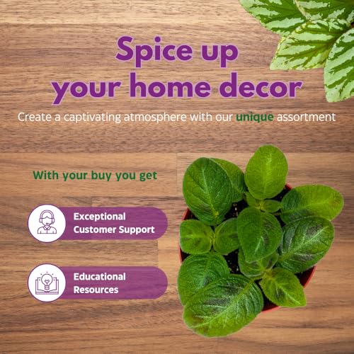 Harmony Foliage Harmony's Sorrento Sunrise Episcia 4 inch Green Flame Violet