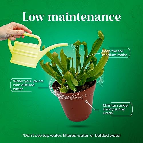 BubbleBlooms Carnivorous Plant Assortment Set, 5 Live Different Plants in 2 inch Pots