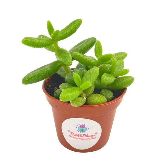 Pickle Plant. Delosperma echinatum, in a 2 inch Pot. Super Cute Well Rooted Healthy Starter Plant. Pickle Succulent