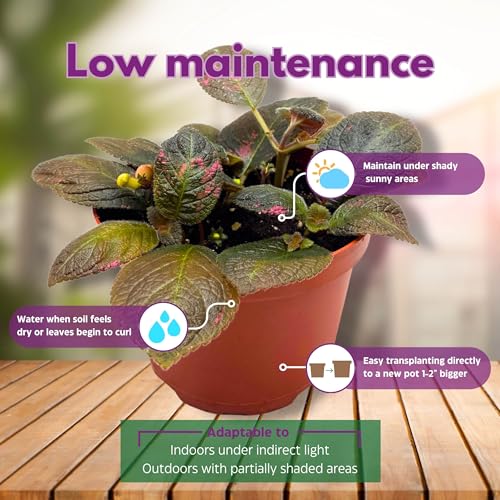 Harmony Foliage Episcia Spring's Symphony Flame Violet 6 inch