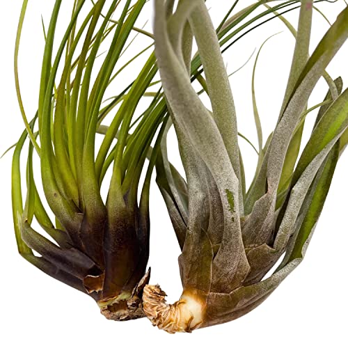 BubbleBlooms Large Tillandisa Assorment, Set of 2 Large-Sized Bare-Root airplants