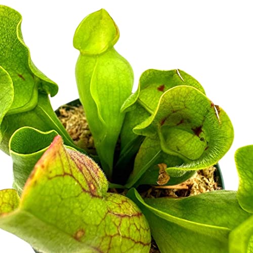 BubbleBlooms Jumbo Sweet Pitcher Plant, in a 3 Inch Pot, Carnivorous Plant, Sarracenia pitcherplant