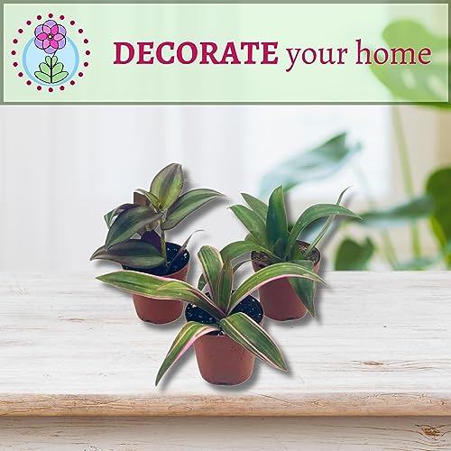 Wandering Dude Assortment, Tradescantia Variety, 2 inch, Set of 3 Tiny Mini Pixie Plant