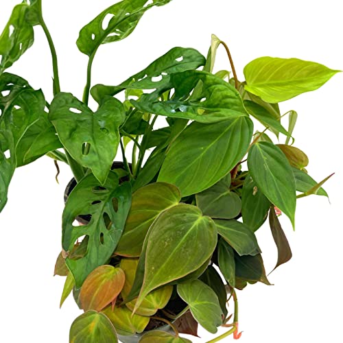 BubbleBlooms Philodendron Assortment Set, 4 inch pots, Set of 3, Indoor Houseplants Grower's Choice Variety