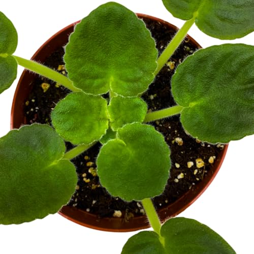 Harmony Foliage African Violet VaT Light in The Night 4 inch Blue Flower White Edge