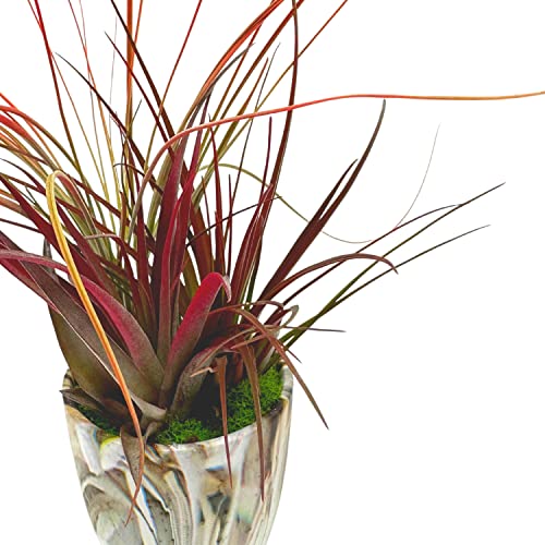 BubbleBlooms Mini Tillandsia Garden, in a Ceramic Pot, Hand Crafted and Sculpted, Air Plant Garden