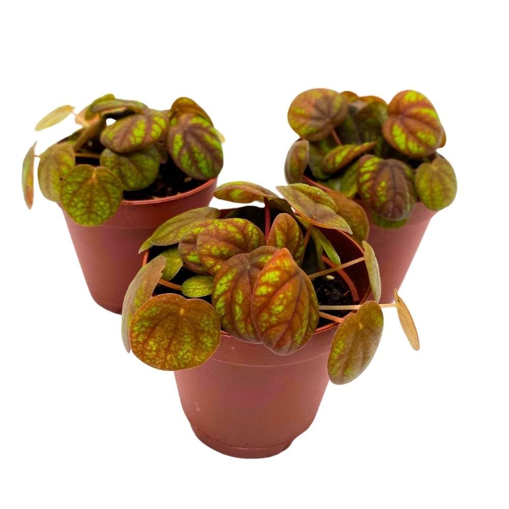 Peperomia Peppermill, 2 inch Set of 3, Orange-y Brown Green Rare Pep