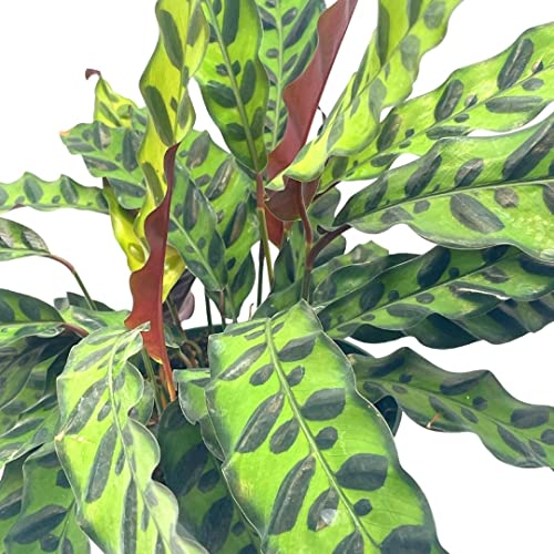 BubbleBlooms Rattlesnake Calathea Lancifolia, 6 inch Pot