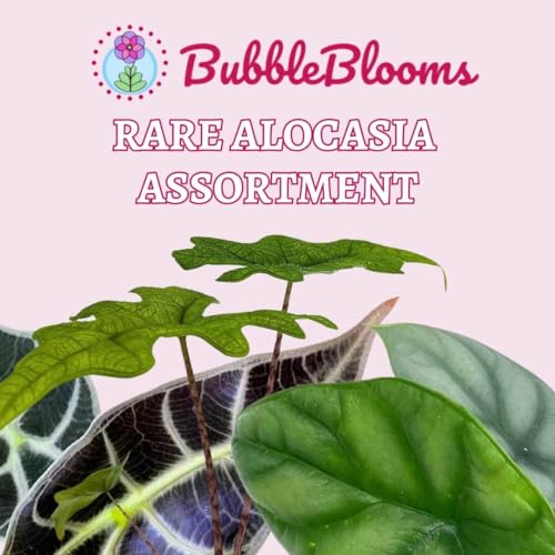 BubbleBlooms Rare Alocasia Assortment, 2 inch Set of 3, Jewel, Jacklyn, Cuprea Pixie Plants