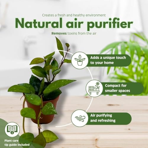 BubbleBlooms Hoya Krohniana Black 2 inch