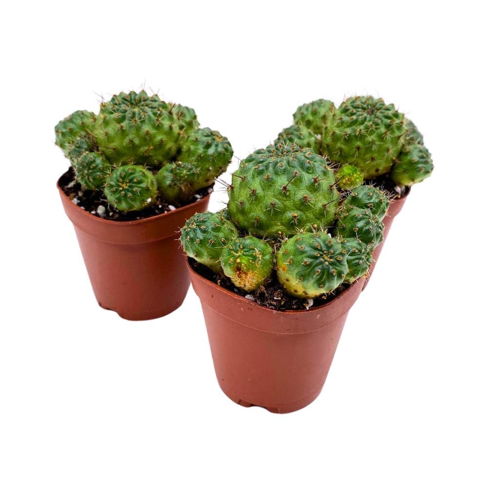 Cluster Cactus, 2 inch Set of 3, Rebutia canigueralii Cardenas Tiny Mini Pixie Plants
