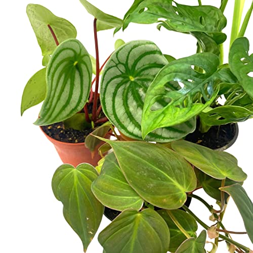 BubbleBlooms Indoor Foliage Assortment, 4 inch Set of 3, Best-Sellers Most Popular House Plant Variety