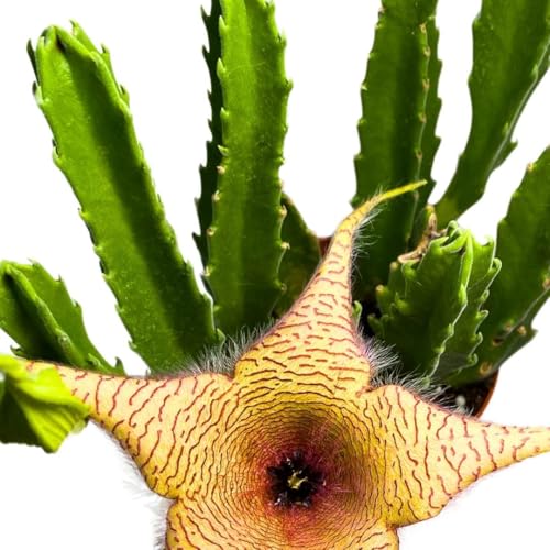 BubbleBlooms Stapelia gigantea, Giant Starfish Flower, Rare Huernia, Zulu Carrion Giant Plant, 4 inch Pot