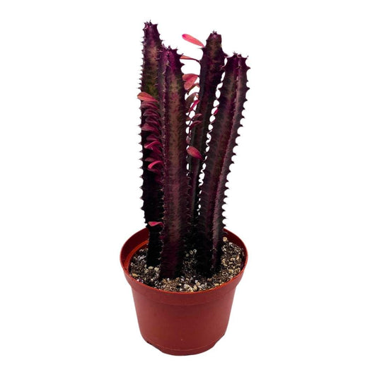 BubbleBlooms Red African Milk Tree in a 6 inch Pot Euphorbia Trigona, All red