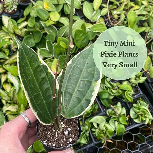 BubbleBlooms Hoya Variety Assortment 2 inch Set of 4 Grower's Choice Live Potted Premium Collection