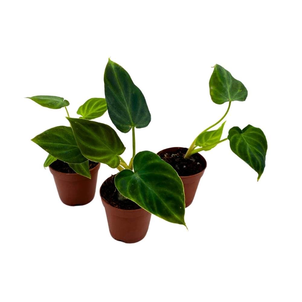 Philodendron Verrucosum 2 inch Set of 3 Deep Green Philo Tiny Mini Pixie Plants