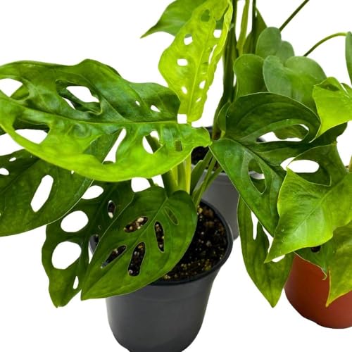 BubbleBlooms Monstera Assortment, 4 inch Set of 3 Different Monsteras, Swiss Cheese, Deliciosa, Minima, Narrow