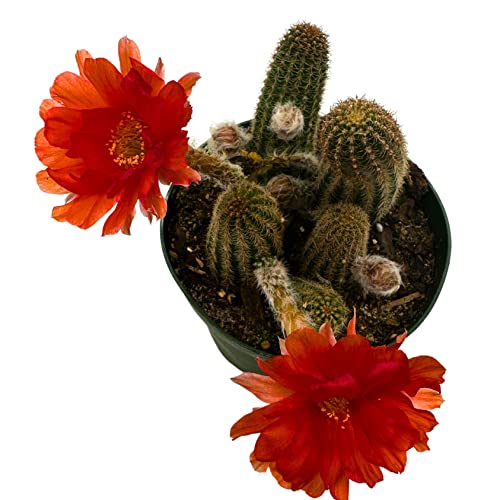 BubbleBlooms Peanut Cactus, Echinopsis chamaecereus in 4 inch Pot