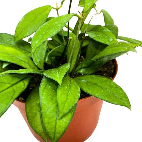 BubbleBlooms Hoya Crassipetiolata in a 6 inch Pot Splash White Flower Vining Wax Plant