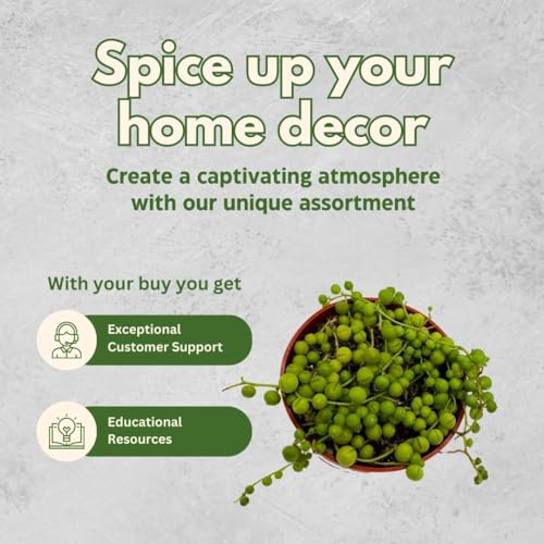 BubbleBlooms String of Pearls, Senecio rowleyanus, in 2 inch Pot