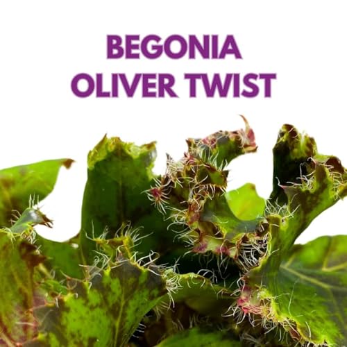 Harmony Foliage Begonia Oliver Twist 4 inch Rhizomatous