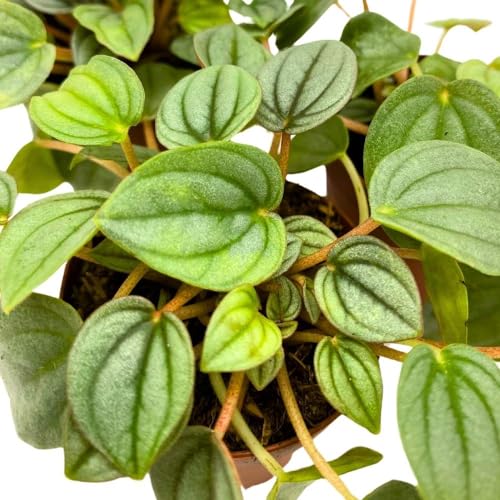BubbleBlooms Peperomia Frost, 2 inch Set of 3, Ripple Caperata Tiny Mini Pixie Plants