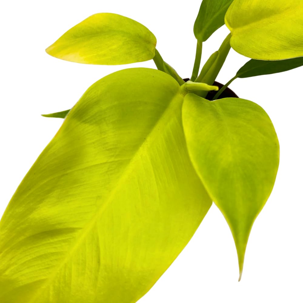 BubbleBlooms Philodendron Golden Imperial in a 2 inch Pot Tiny Minie Pixie Plant