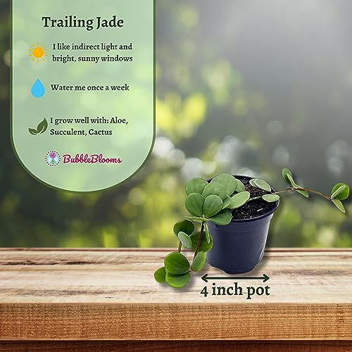 BubbleBlooms Peperomia Hope in a 4 inch Pot rotundifolia