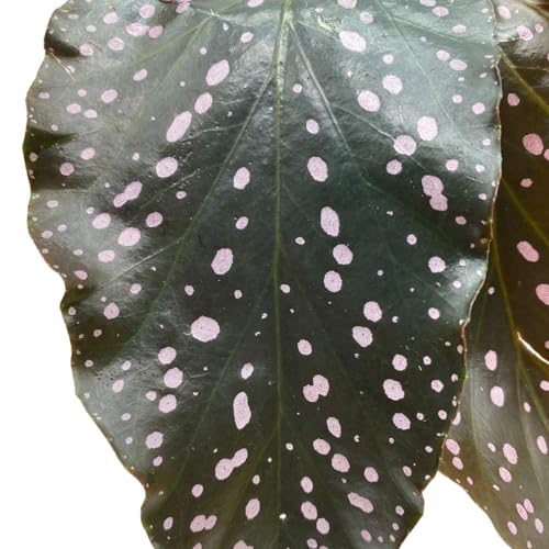 Harmony Foliage BubbleBlooms Cracklin Rosie Angel Wing, 6 inch Cane Begonia Dark Curly Leaf with Pink Polkadots