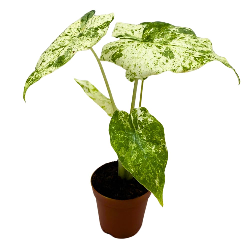 BubbleBlooms Variegated Alocasia Frydek Macro in a 2 inch Pot Tiny Mini Pixie Plant