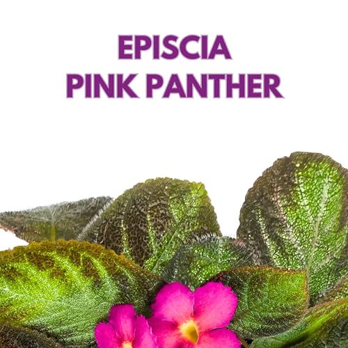 Harmony Foliage Episcia Pink Panther Flame Violet 4 inch