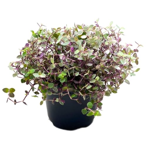 BubbleBlooms Callisia Repens Pink Panther House Plant 6 inch