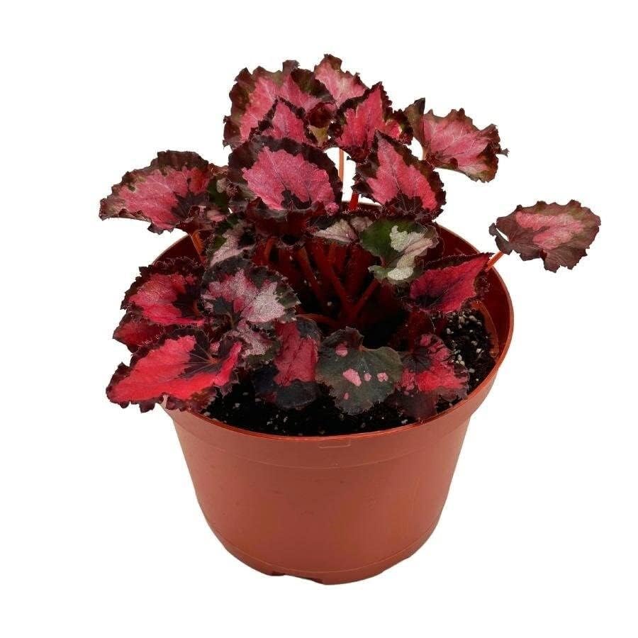 Harmony's Red Robin Begonia, in a 6 inch Pot, Begonia rex