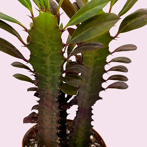 BubbleBlooms Red African Milk Tree, Euphorbia trigona 4 inch Pot, Red Cathedral Cactus Milktree
